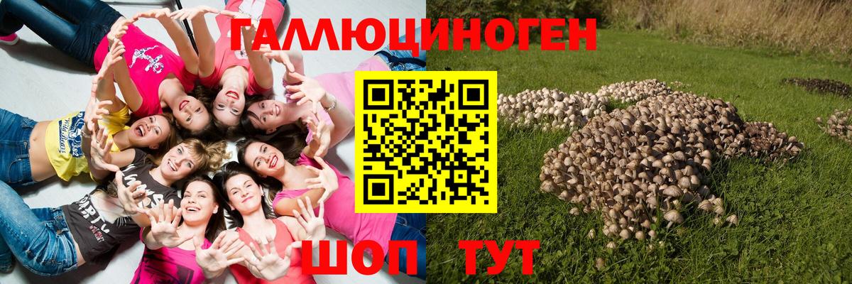 Псилоцибиновые грибы Cubensis Кореновск